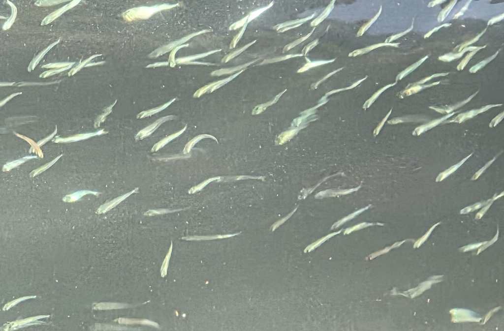 Small fish in the water