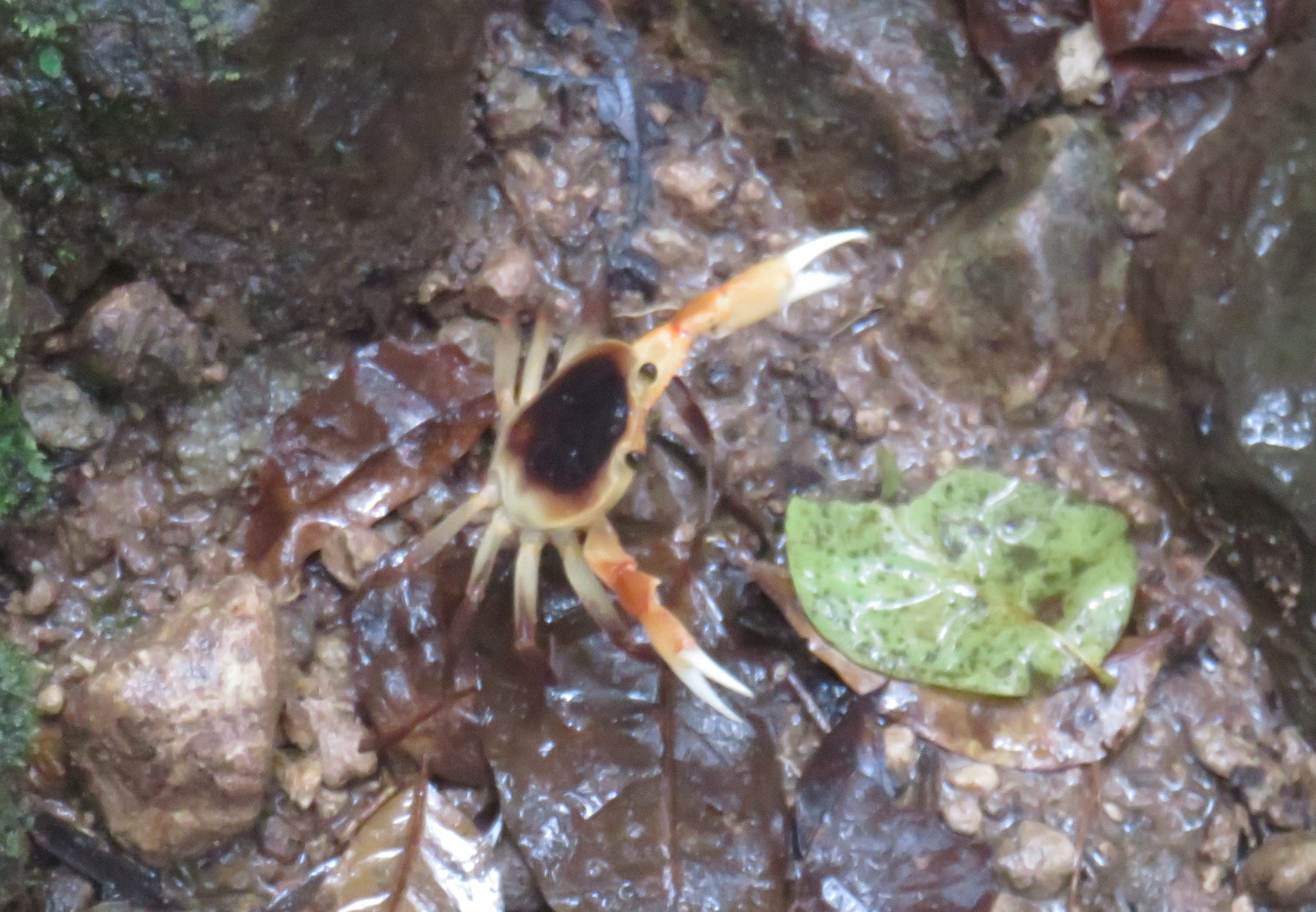 Small, bright-colored crab in rainforest