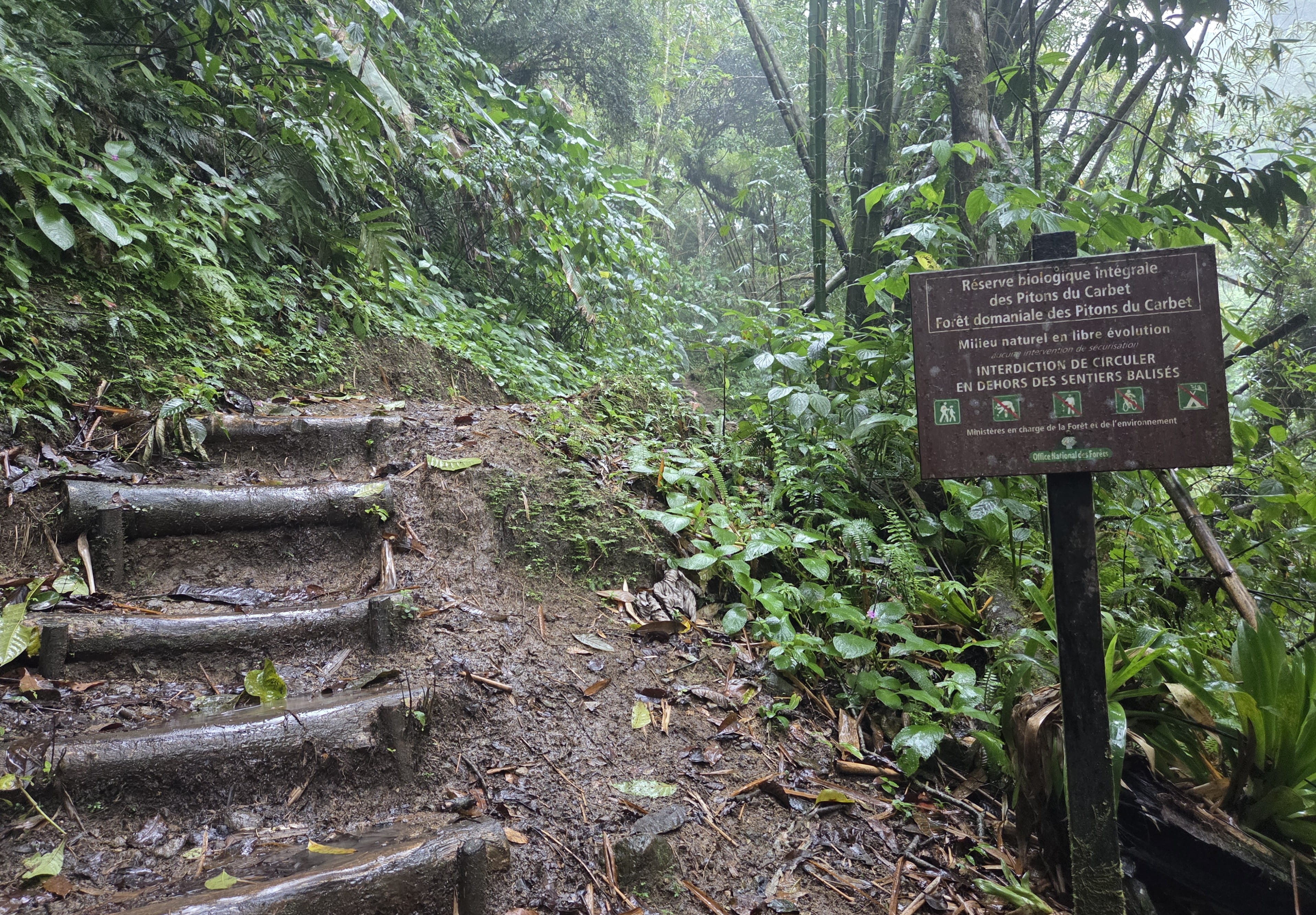 Rainforest Hiking Trail