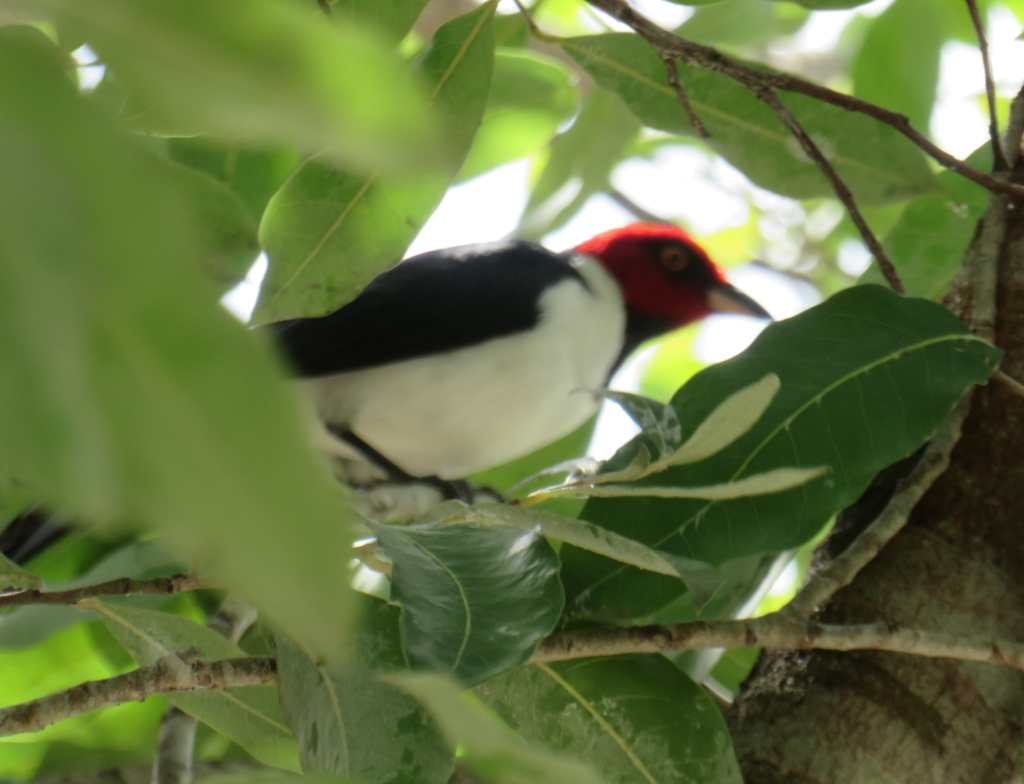 Red-Capped Cardinal