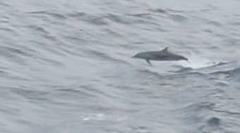 Dolphin swimming by the cruise