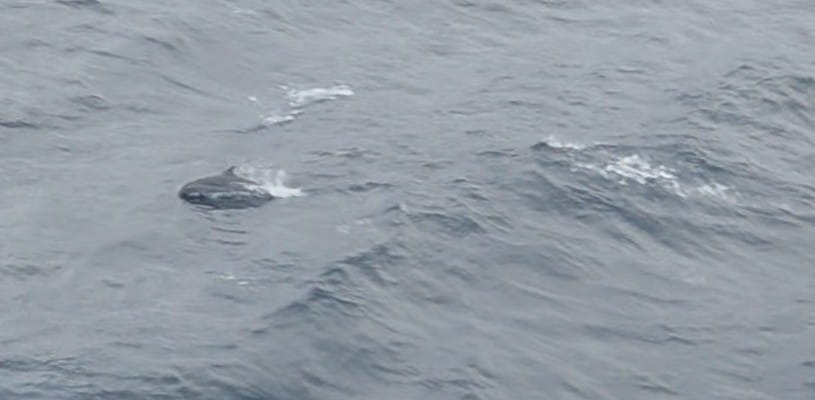 Dolphin swimming by the cruise