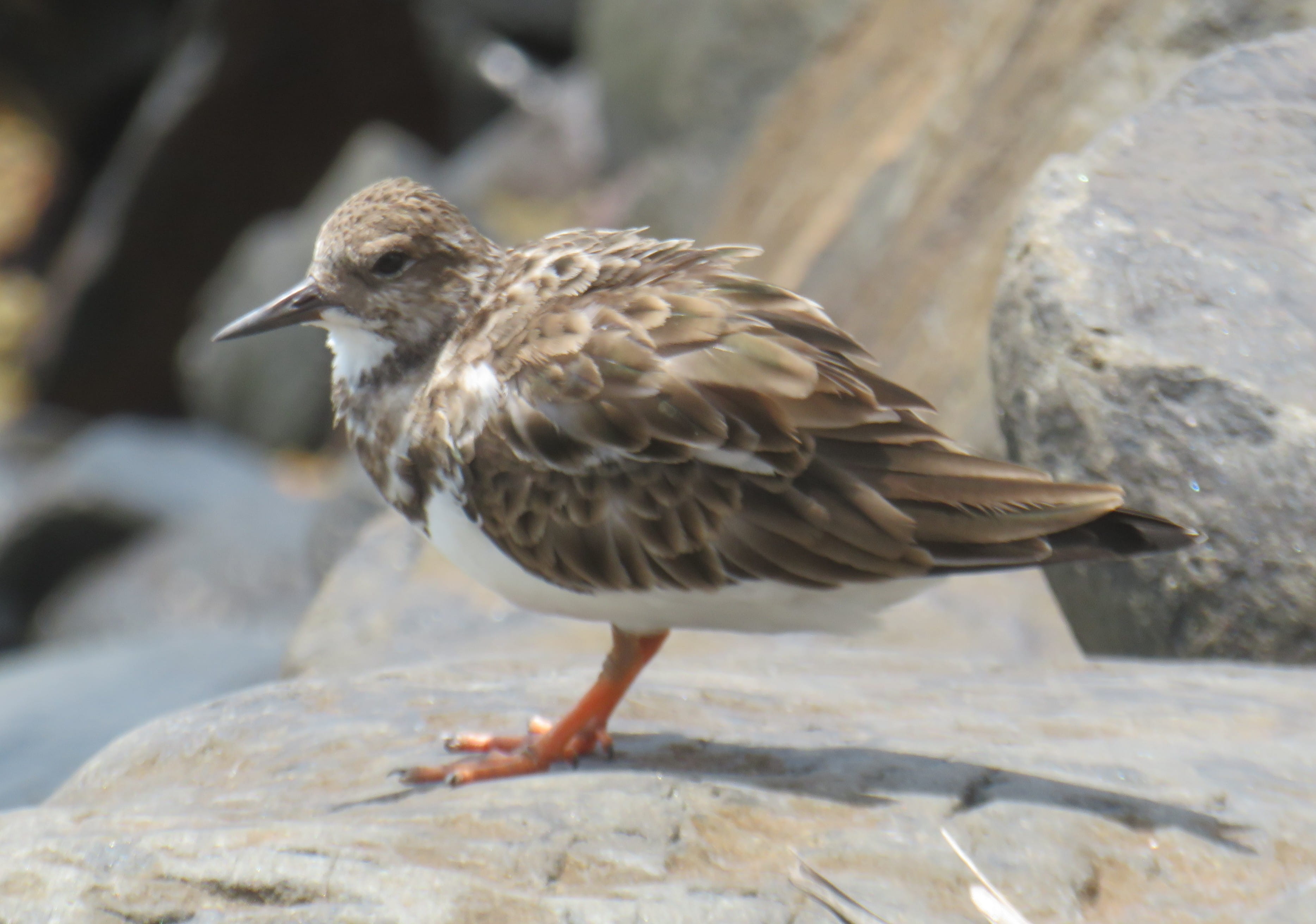 Turnstone