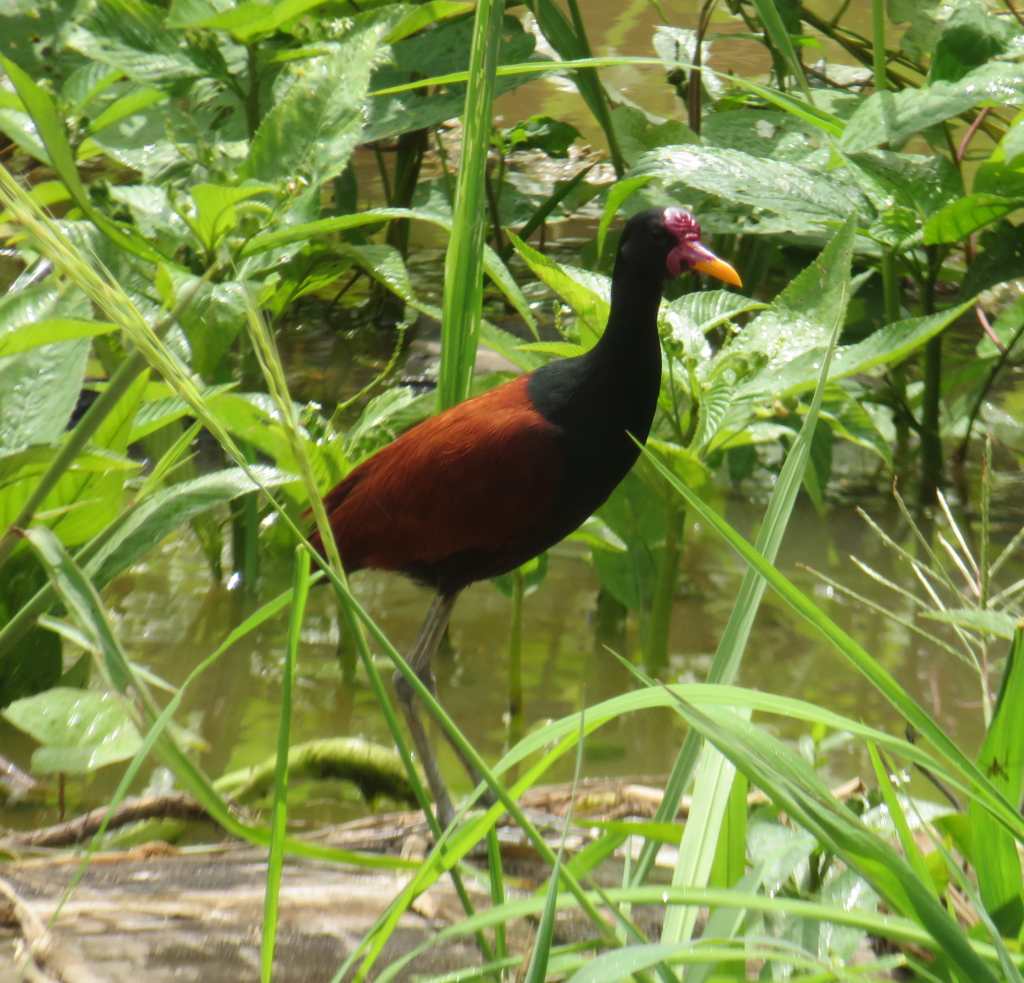 Wattled Jacana