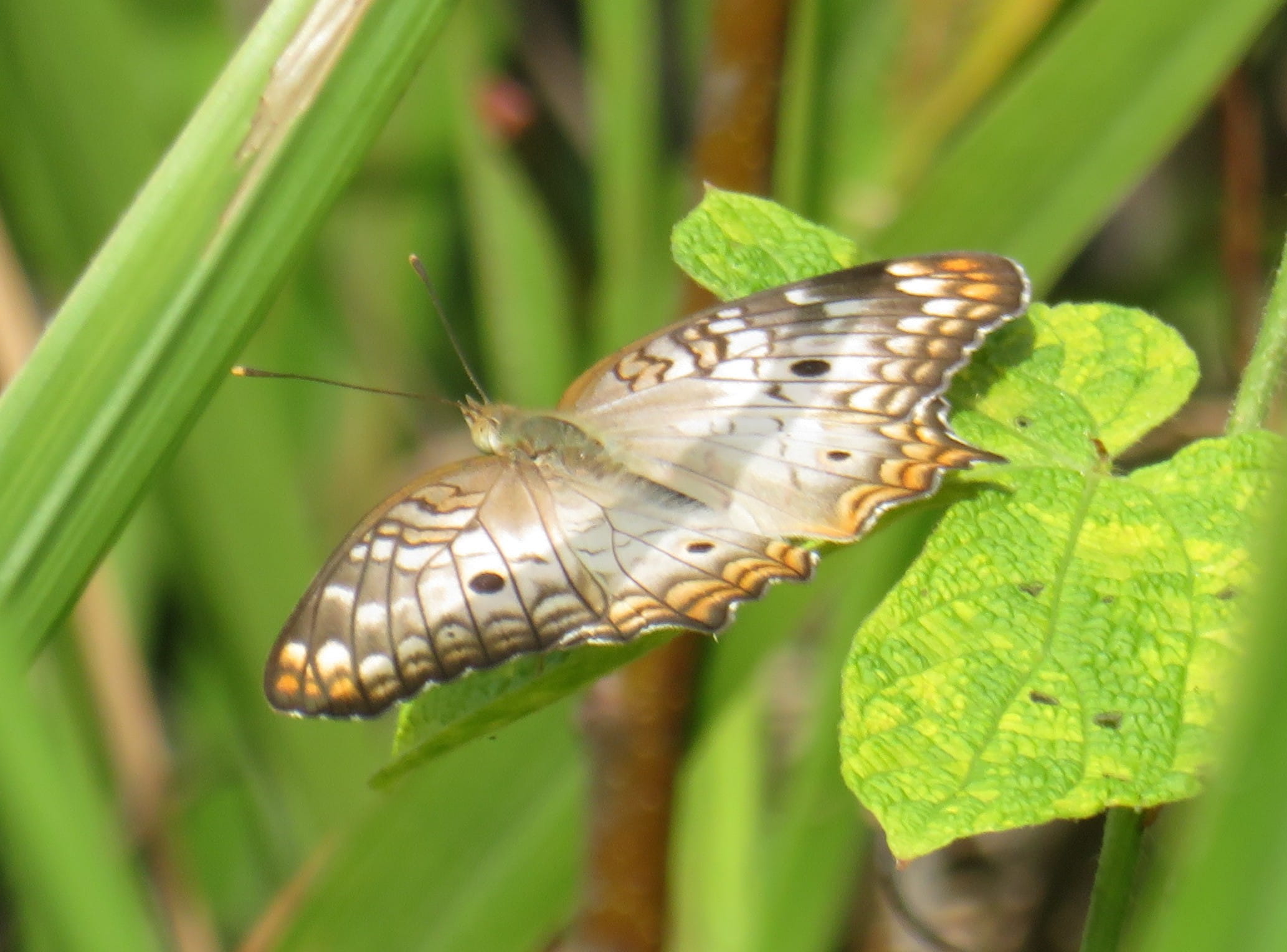 White Peacock Butterfly