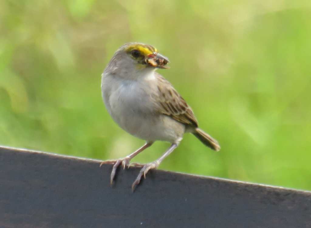 Yellow-Browed Sparrow