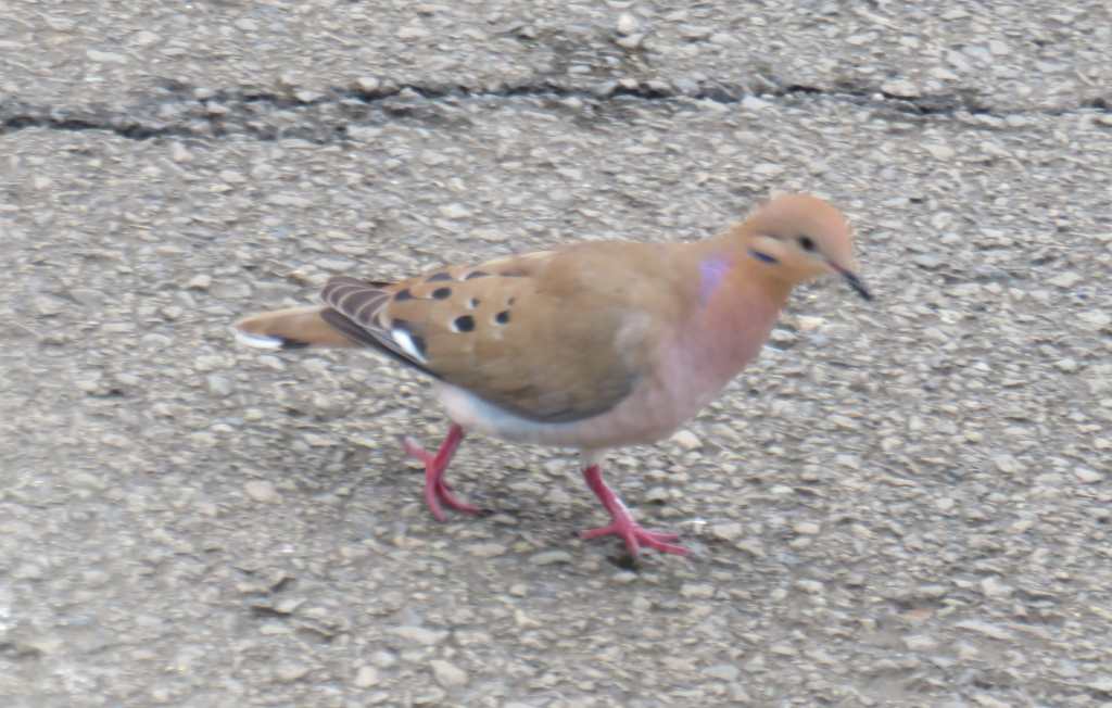 Zenaida Dove