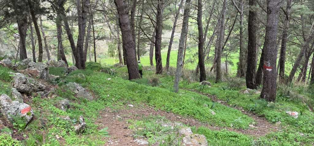 Walking on a zigzag trail in the woods