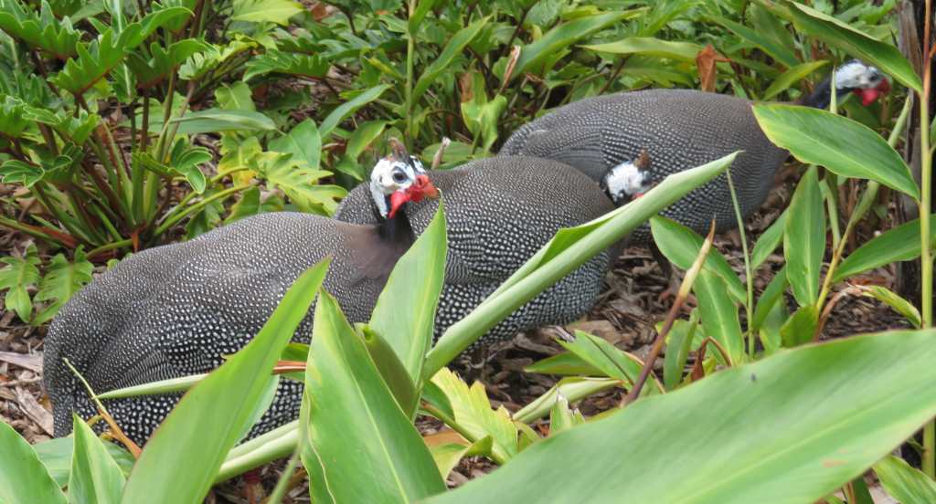 Helmeted Guineafowl