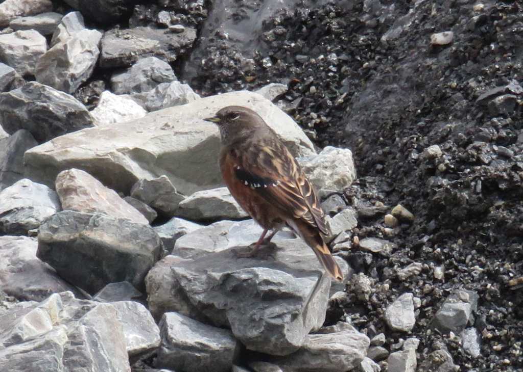 Alpine Accentor