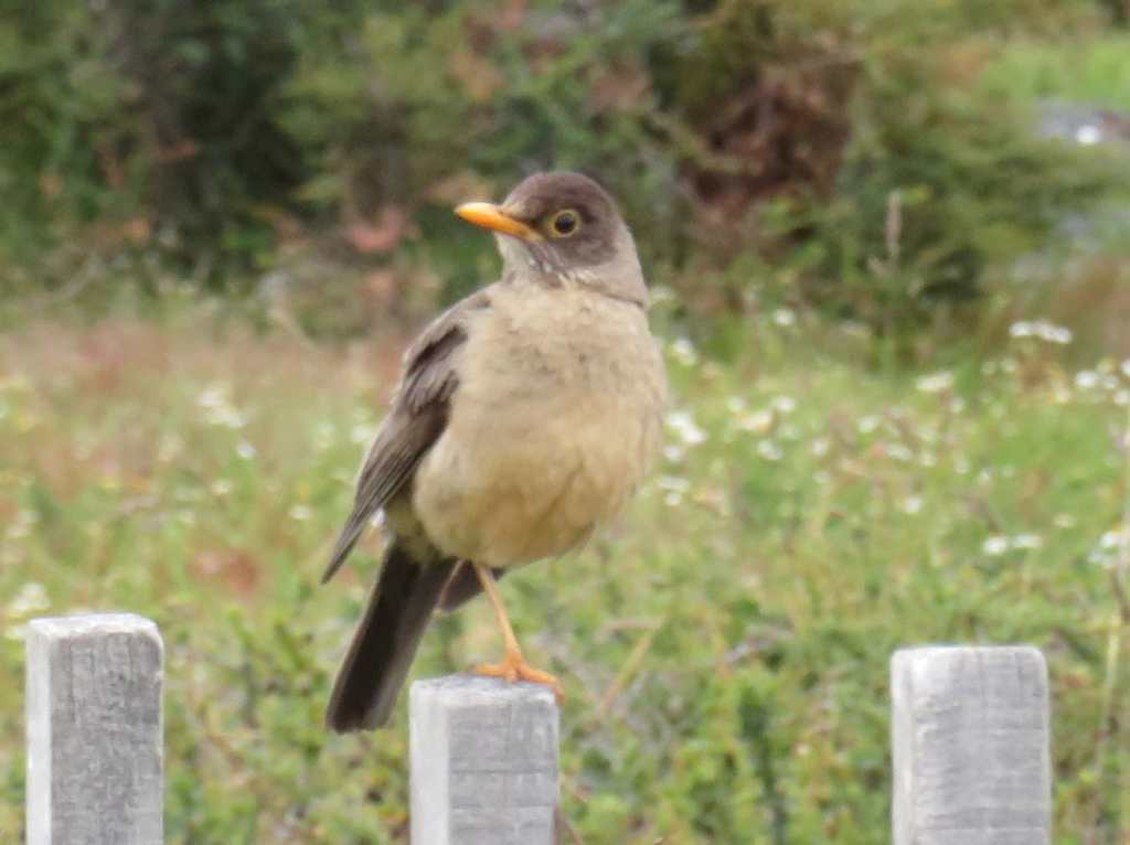 Austral Thrush