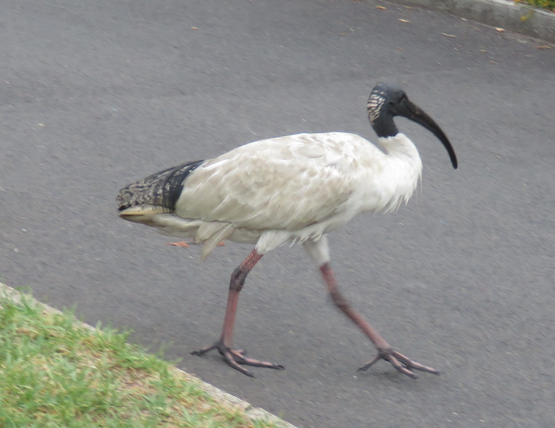 Australian White Ibis