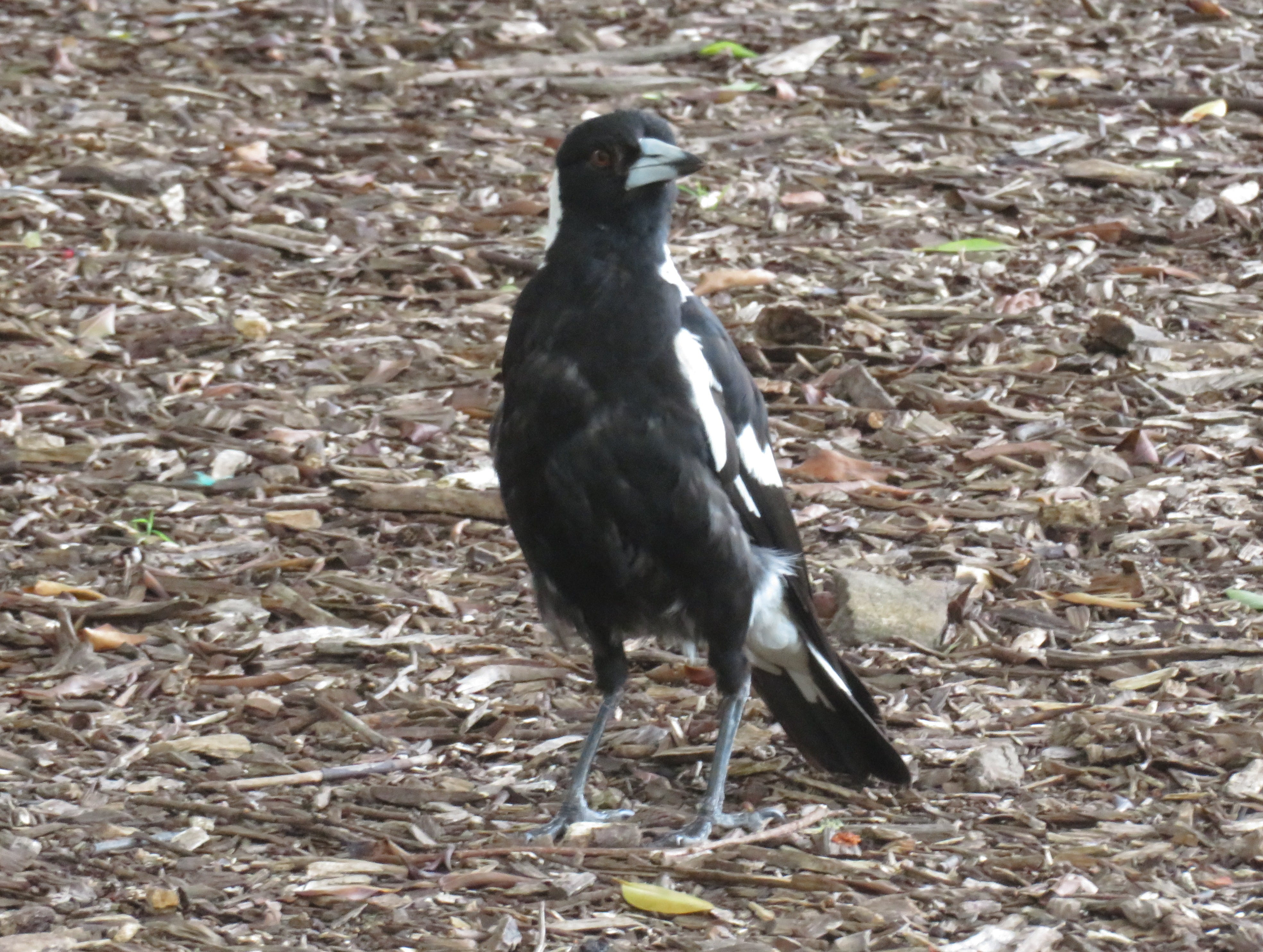 Australian Magpie