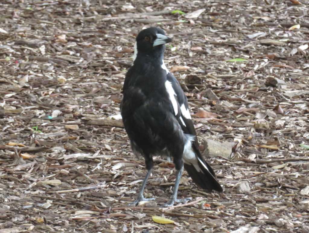 Australian Magpie