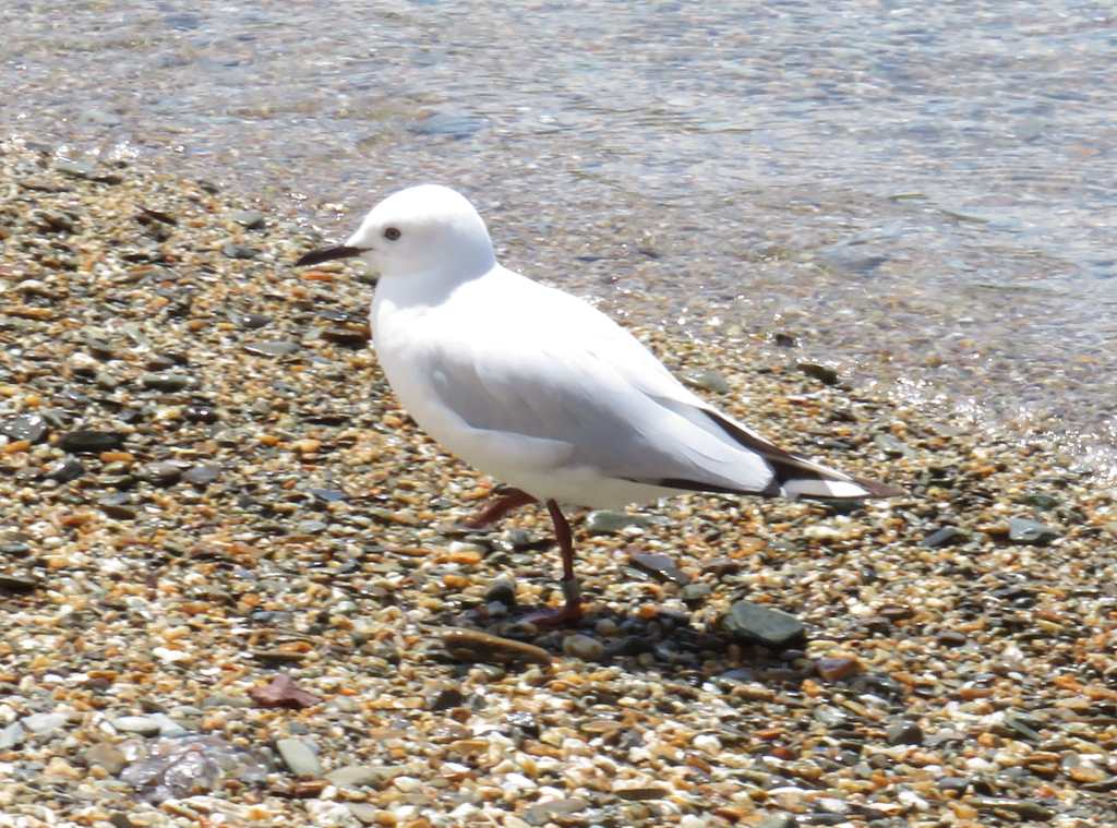 Black Billed Gull