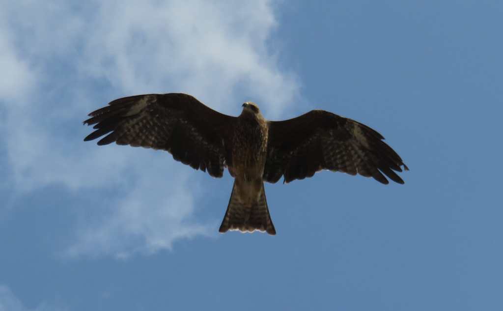 Black Kite