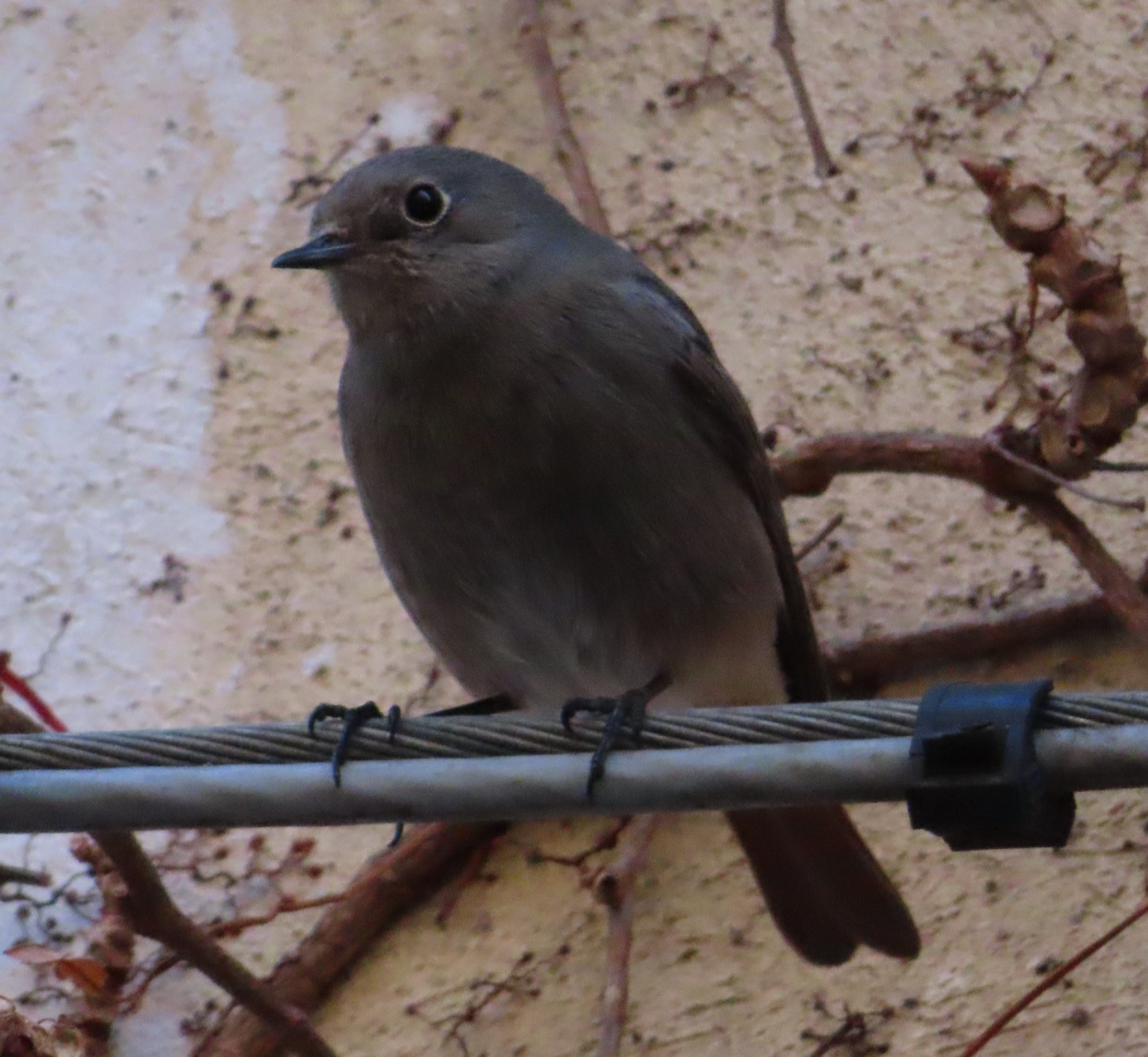 Black Redstart