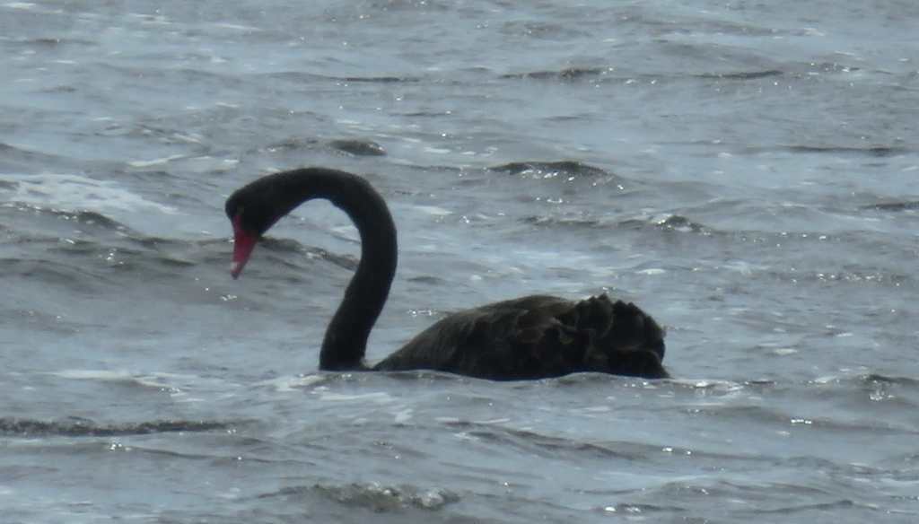 Black Swan