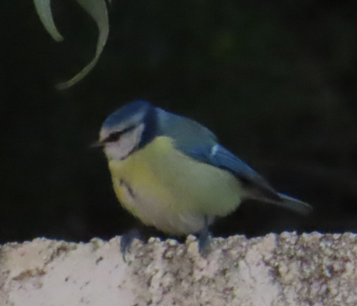 Eurasian Blue Tit