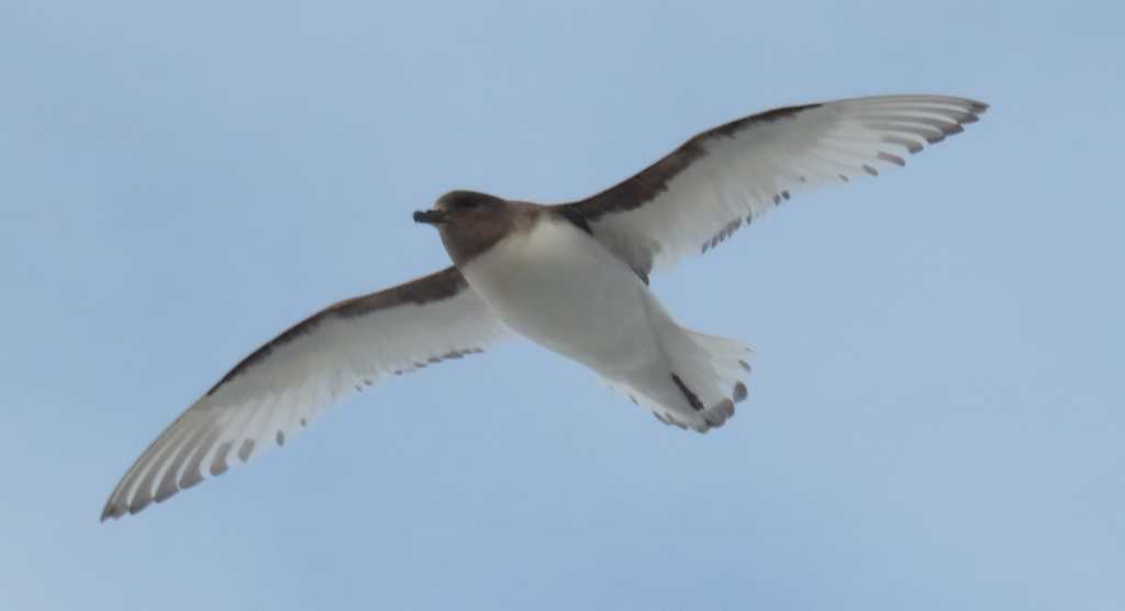 Cape Petrel