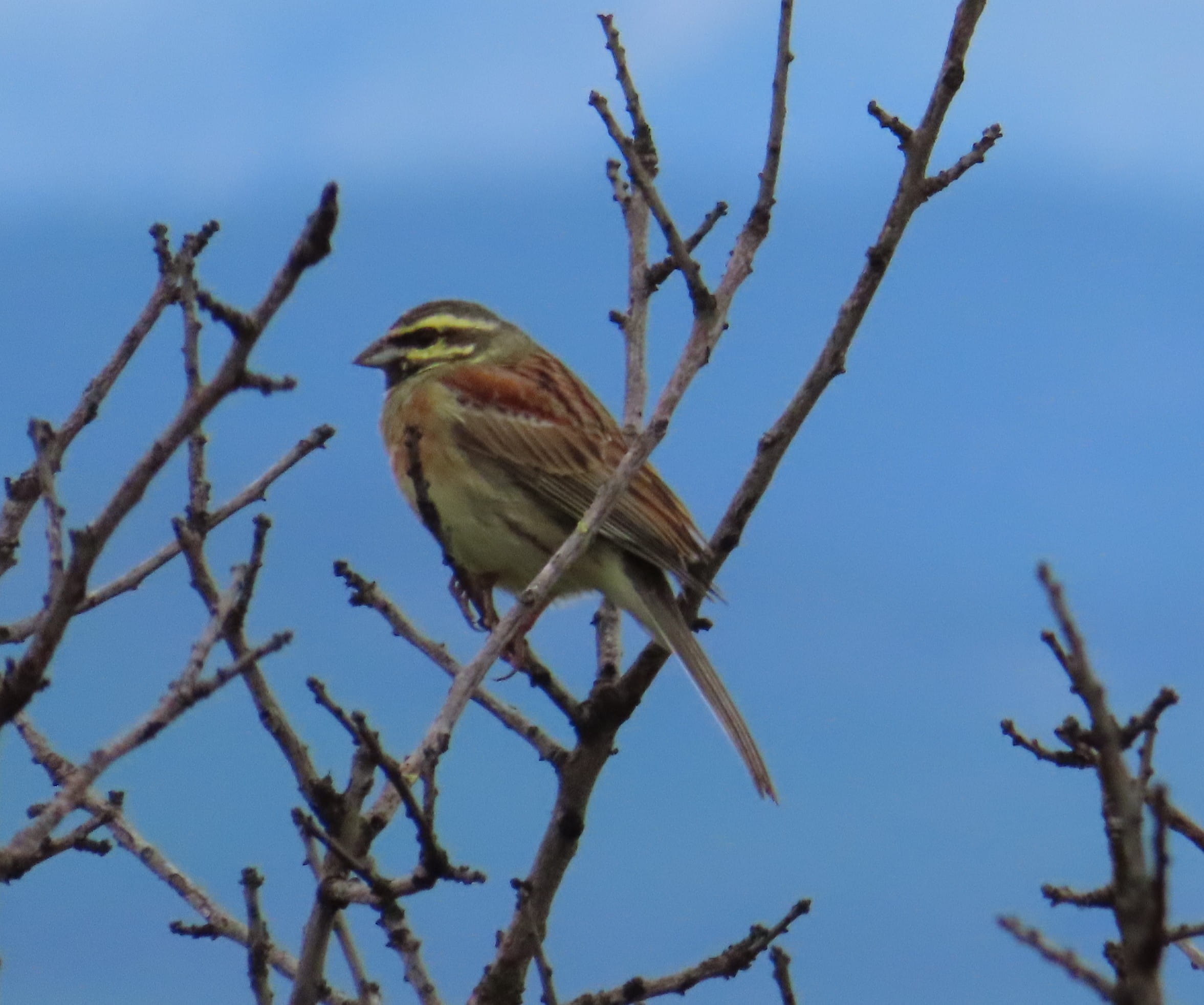 Cirl Bunting