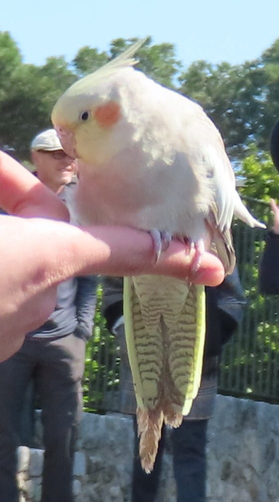 Cockatiel