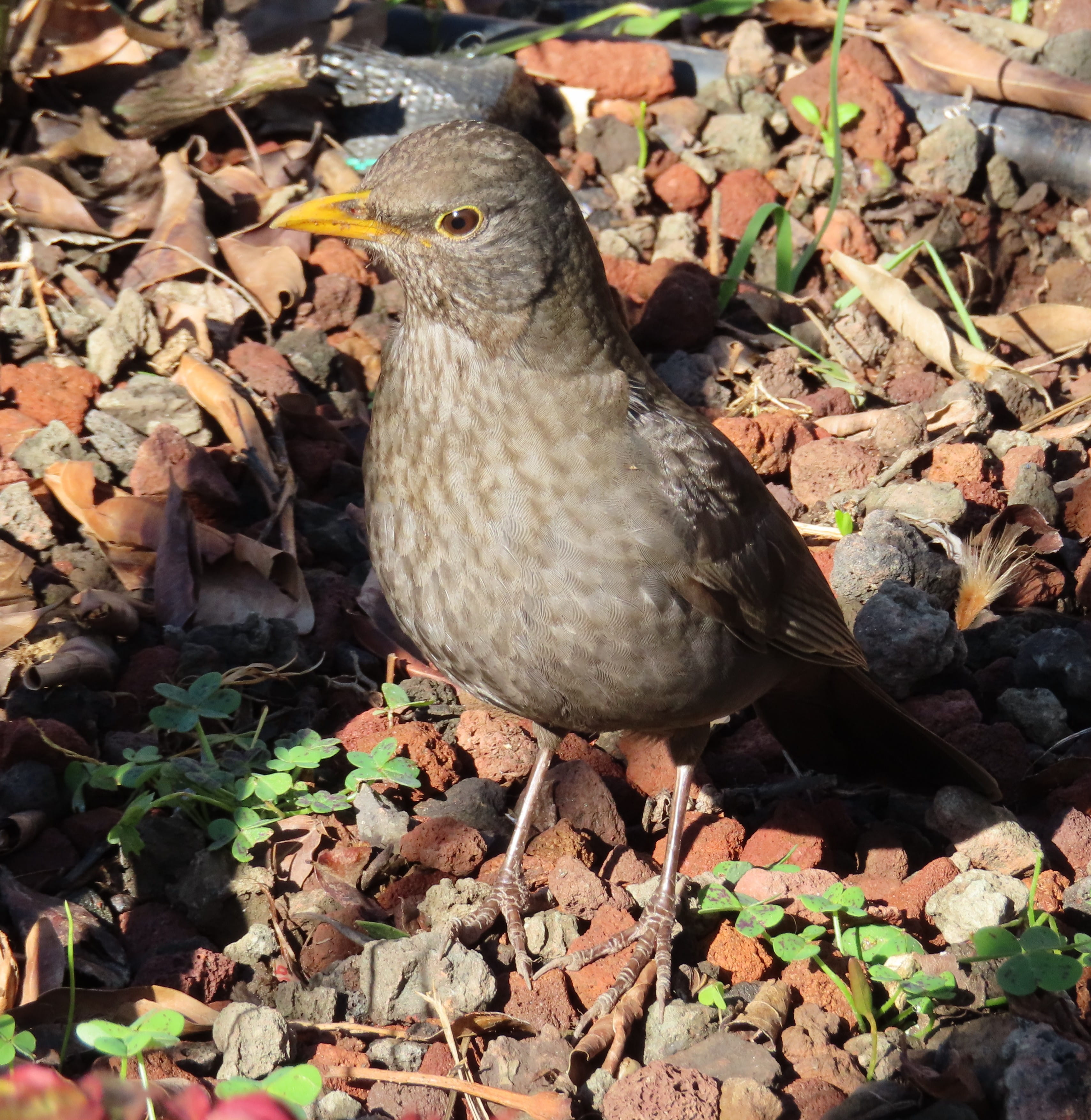 Common Blackbird (female)