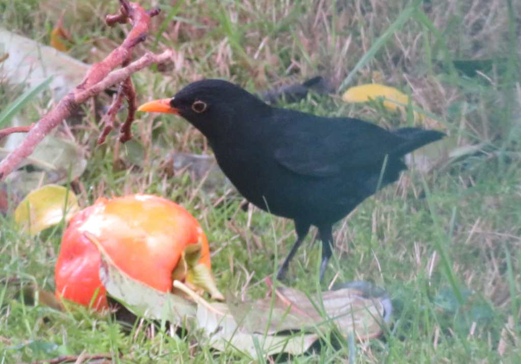 Common Blackbird