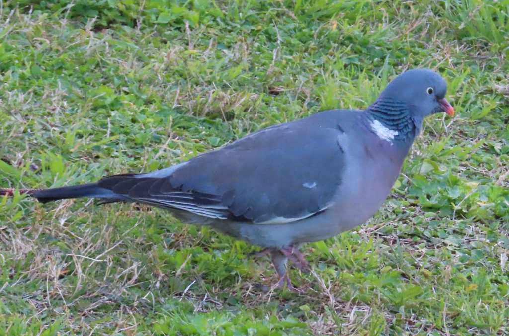 Common Wood Pigeon