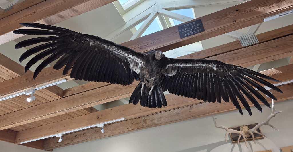 California Condor taxidermy inside visitor center
