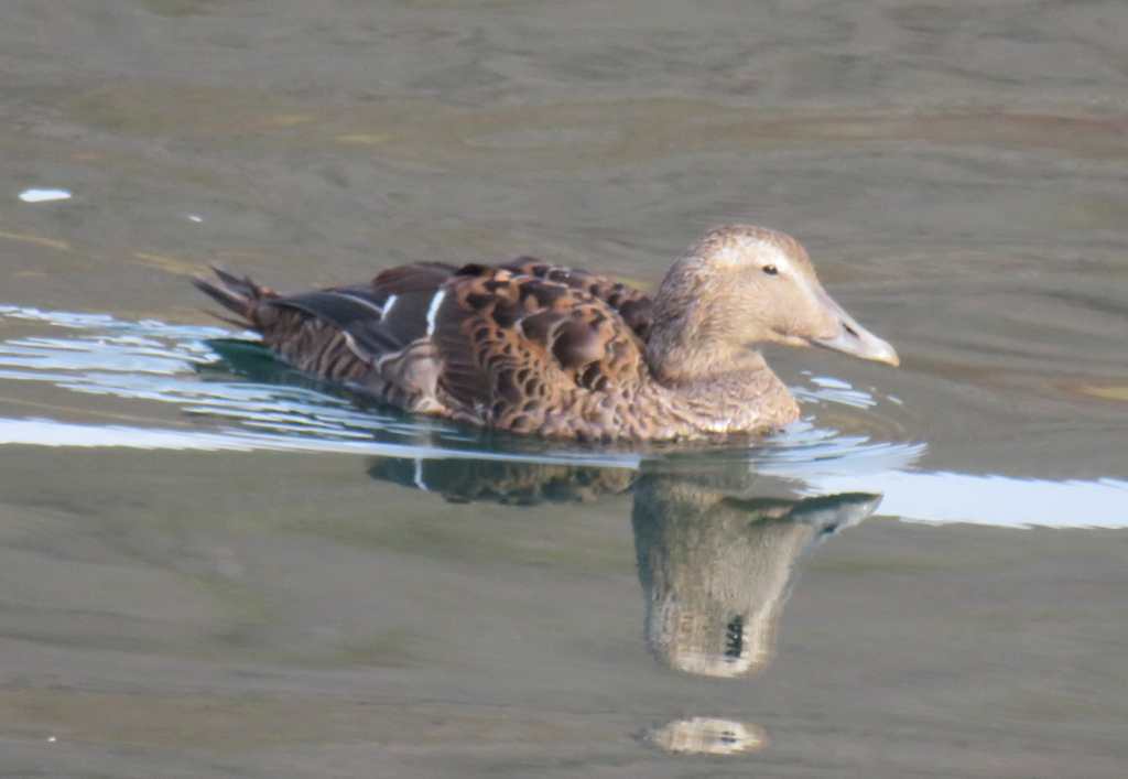 Common Eider