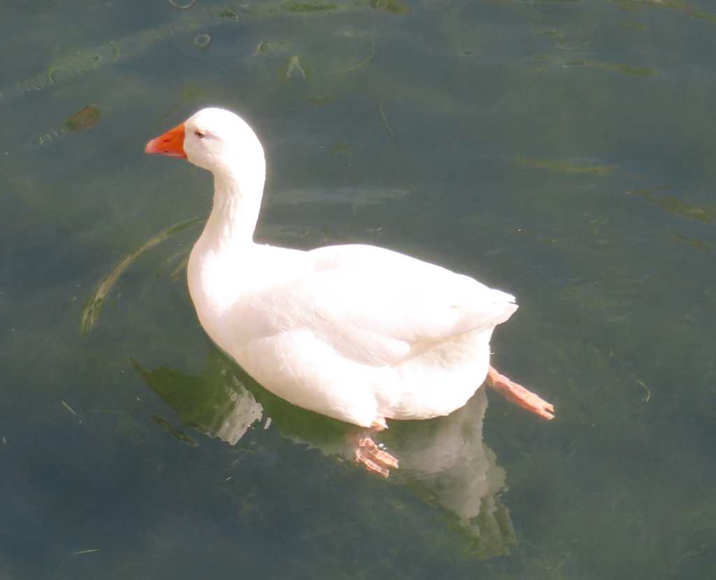 Embden Goose