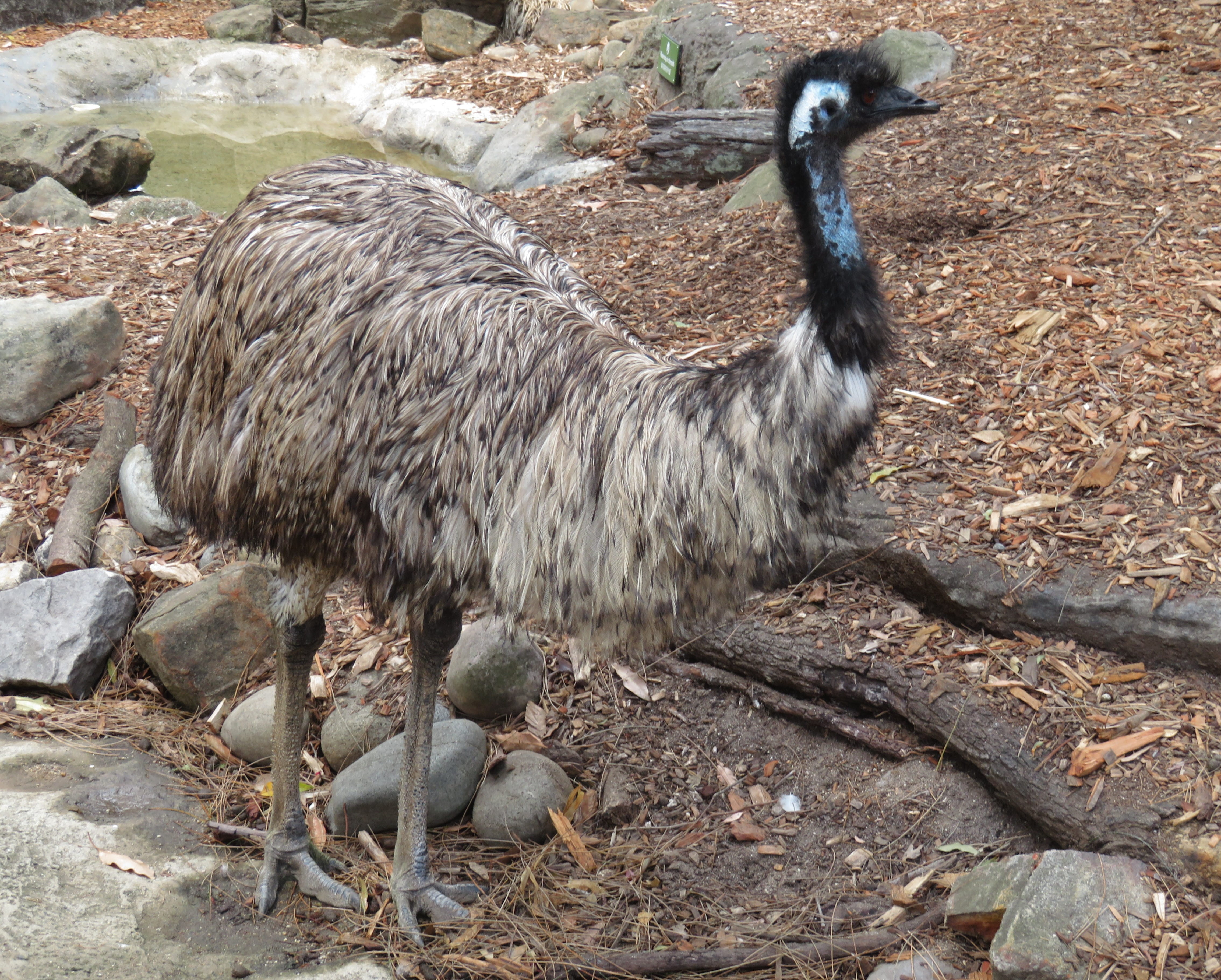 Emu