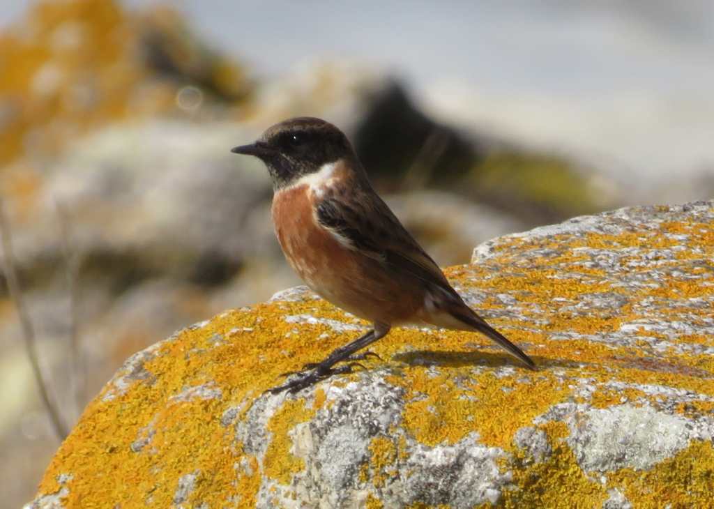 European Stonechat