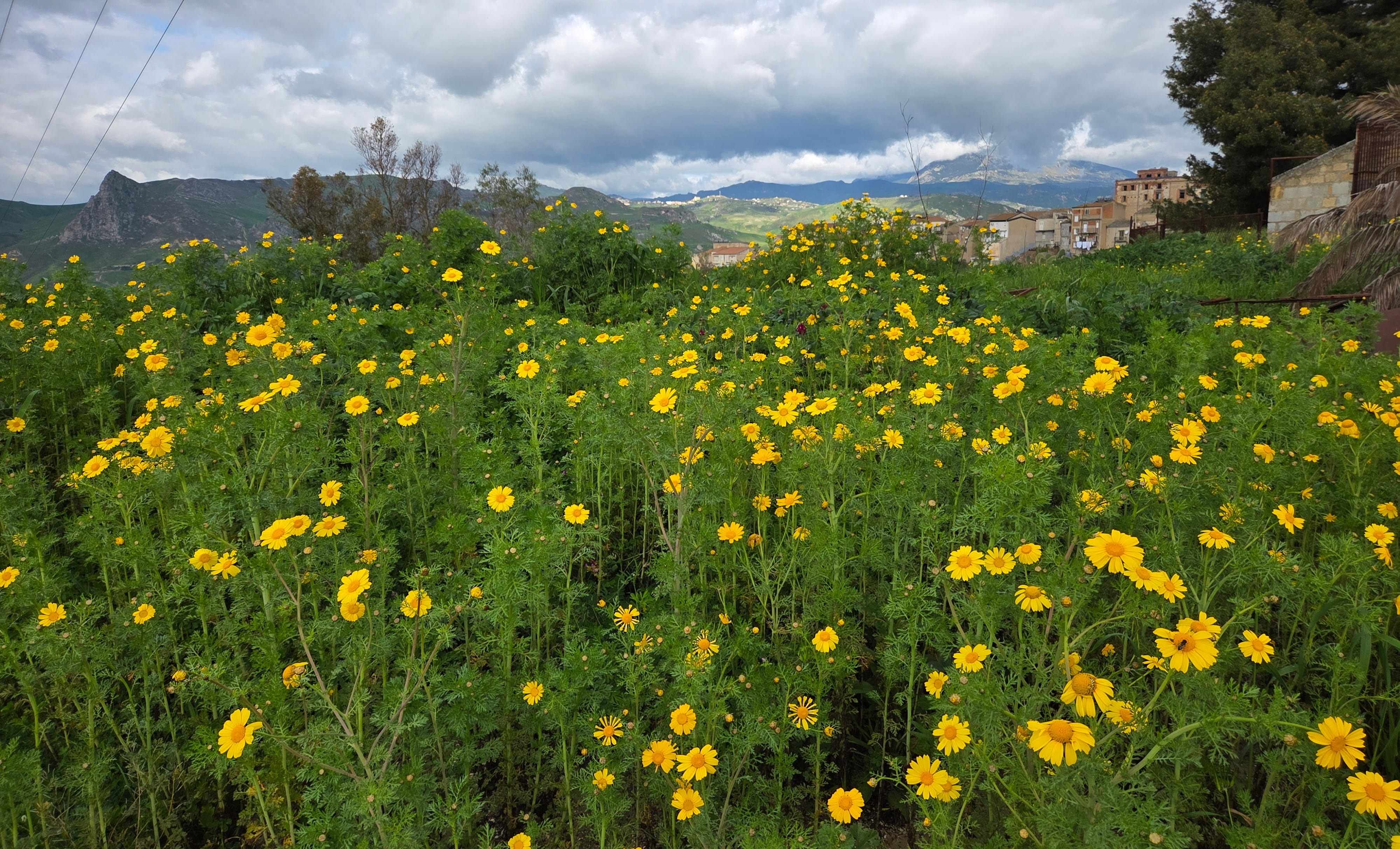 Beautiful wildflowers
