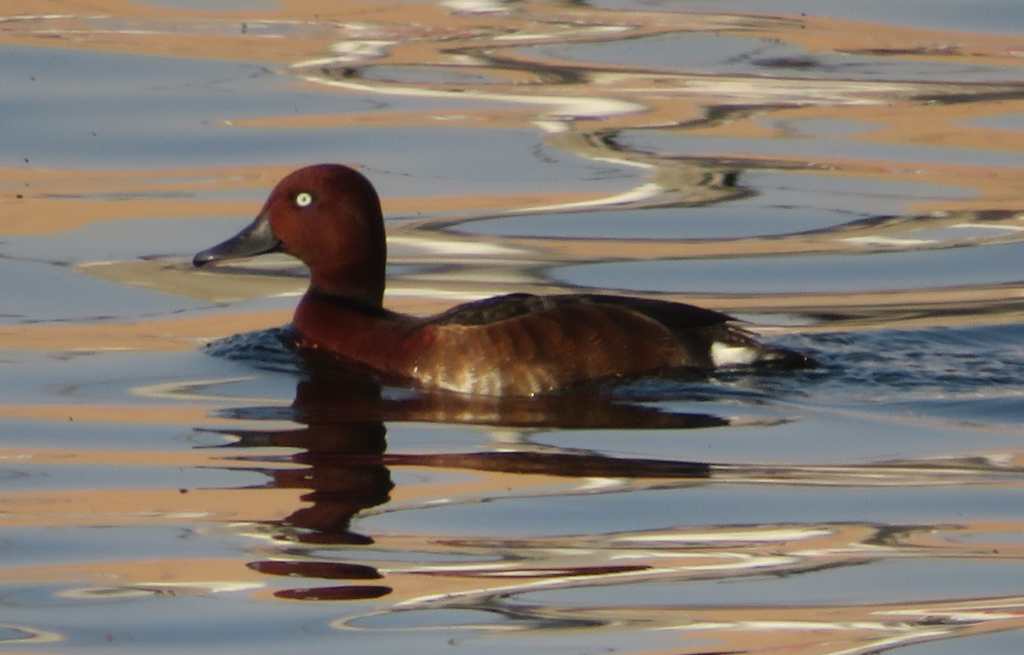 Ferruginous Duck