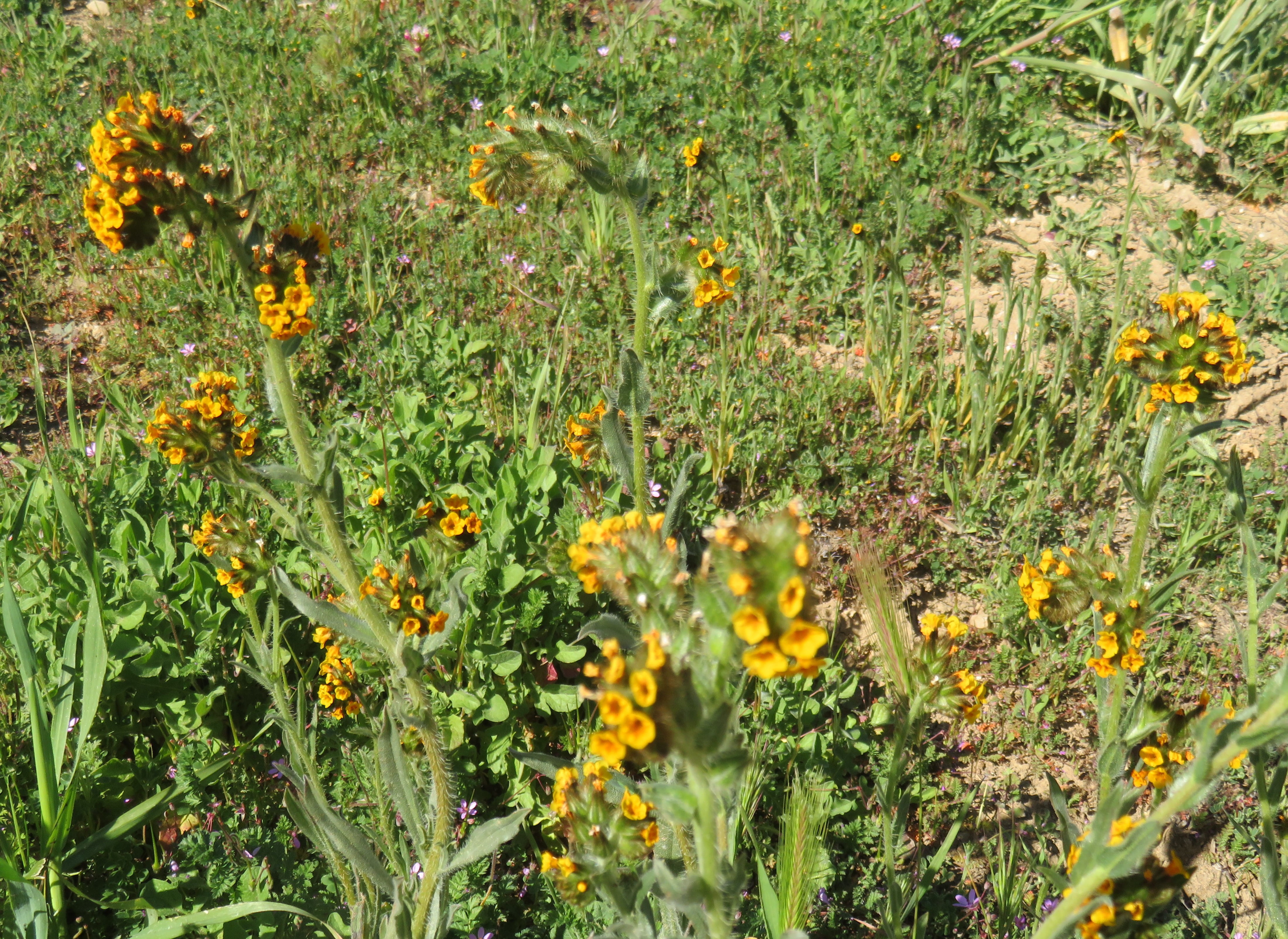 Yellow Fiddleneck Flowers