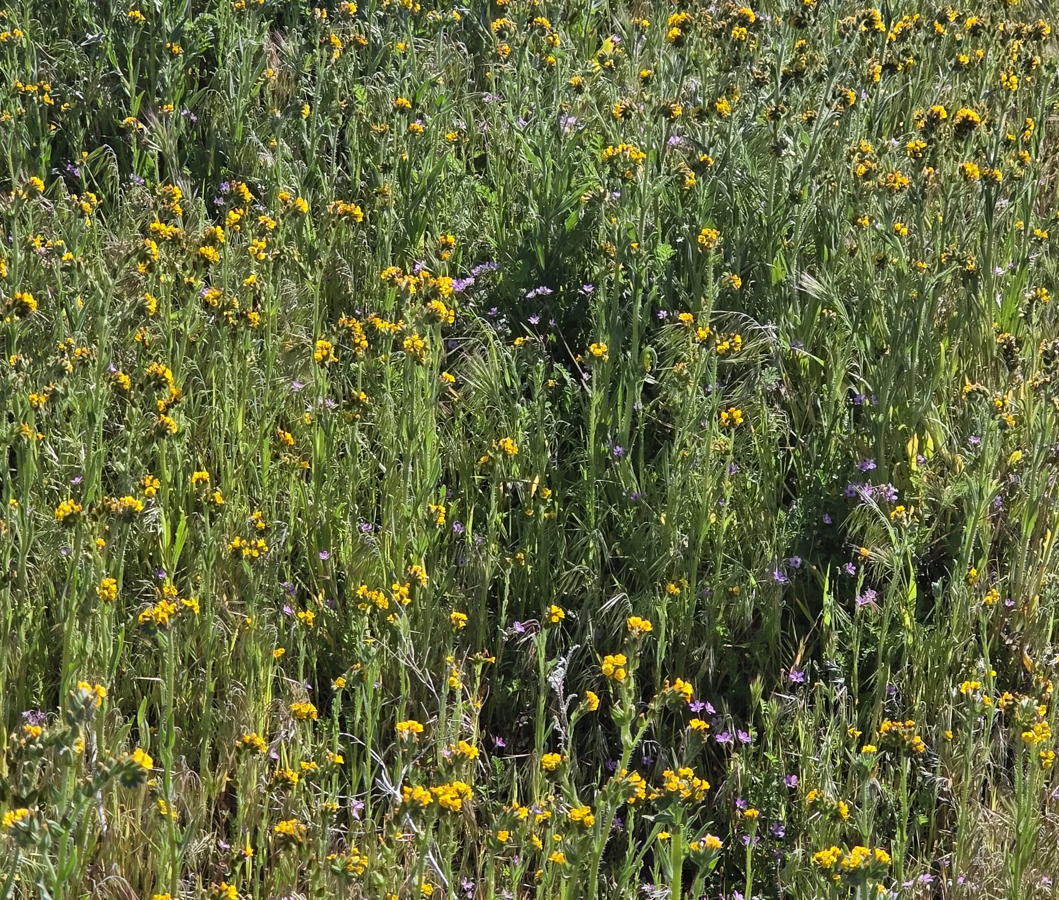 Yellow Fiddleneck Flowers