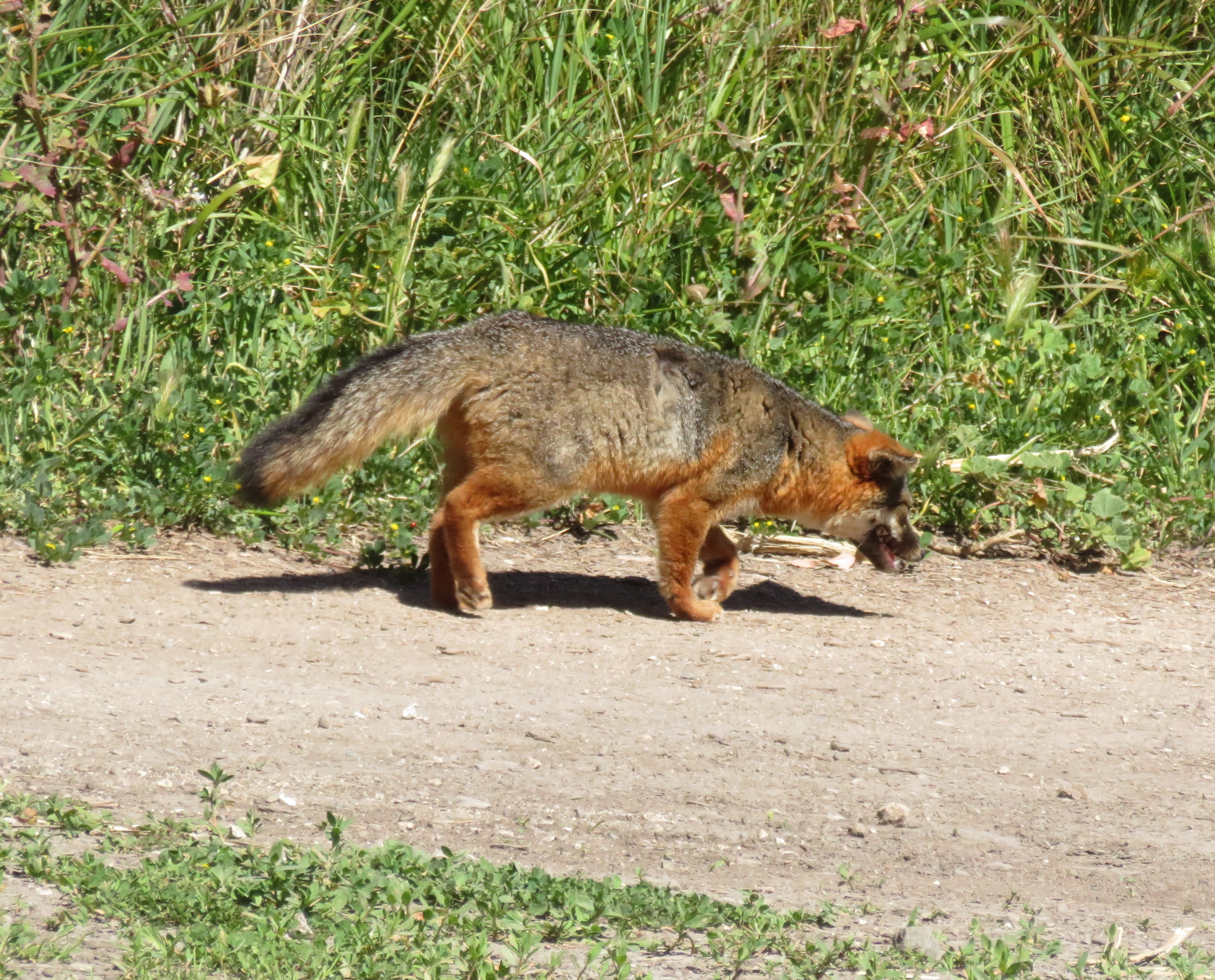 A fox running around on Santa Cruz Island
