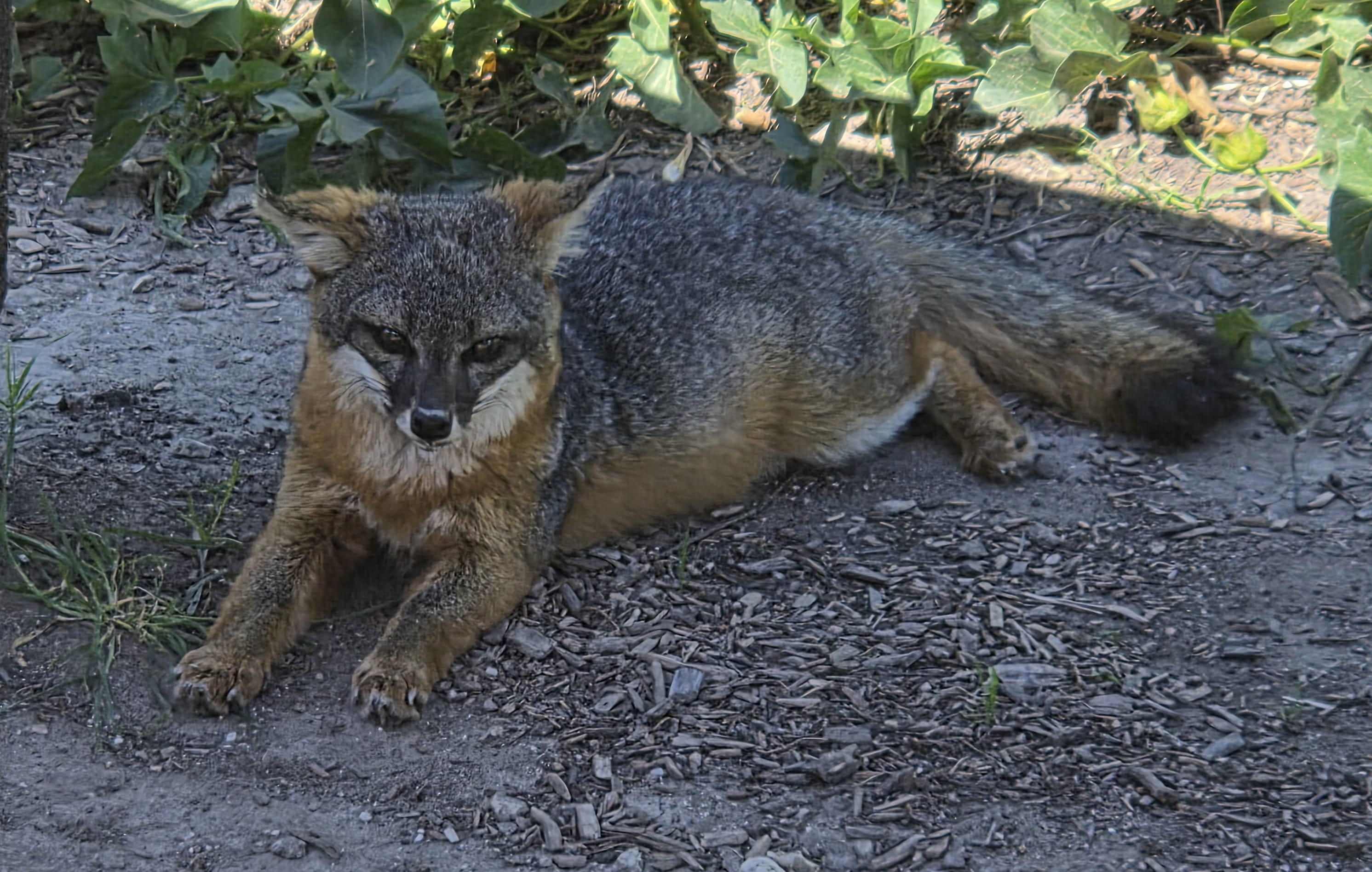 Fox resting under the shade