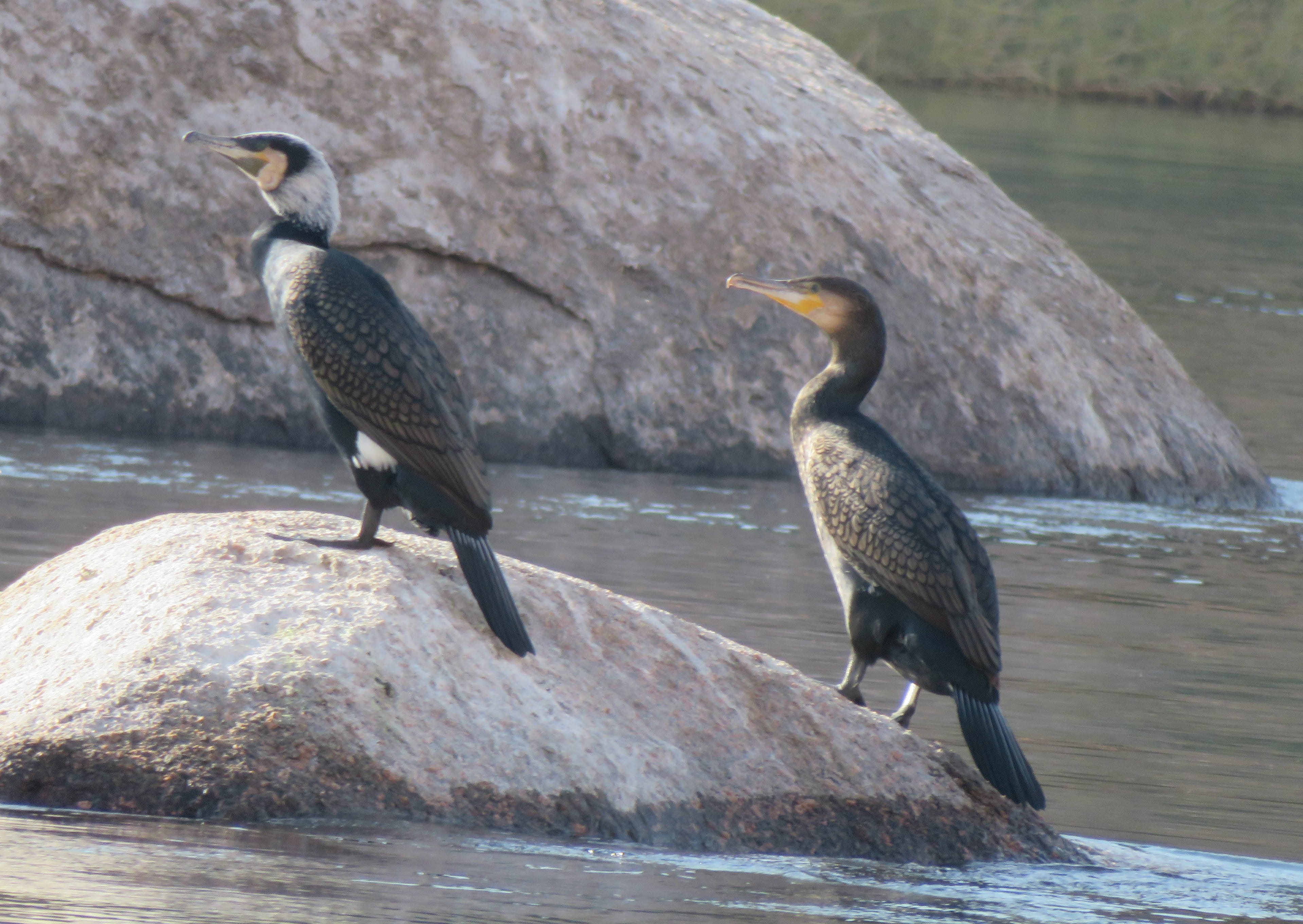 Great Cormorant