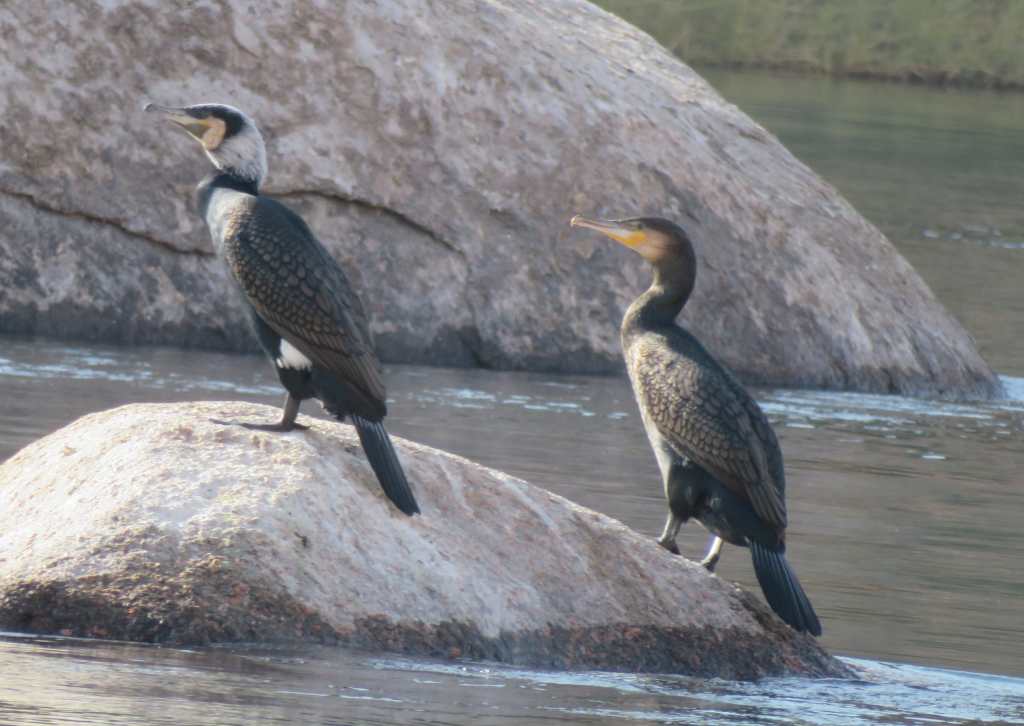 Great Cormorant