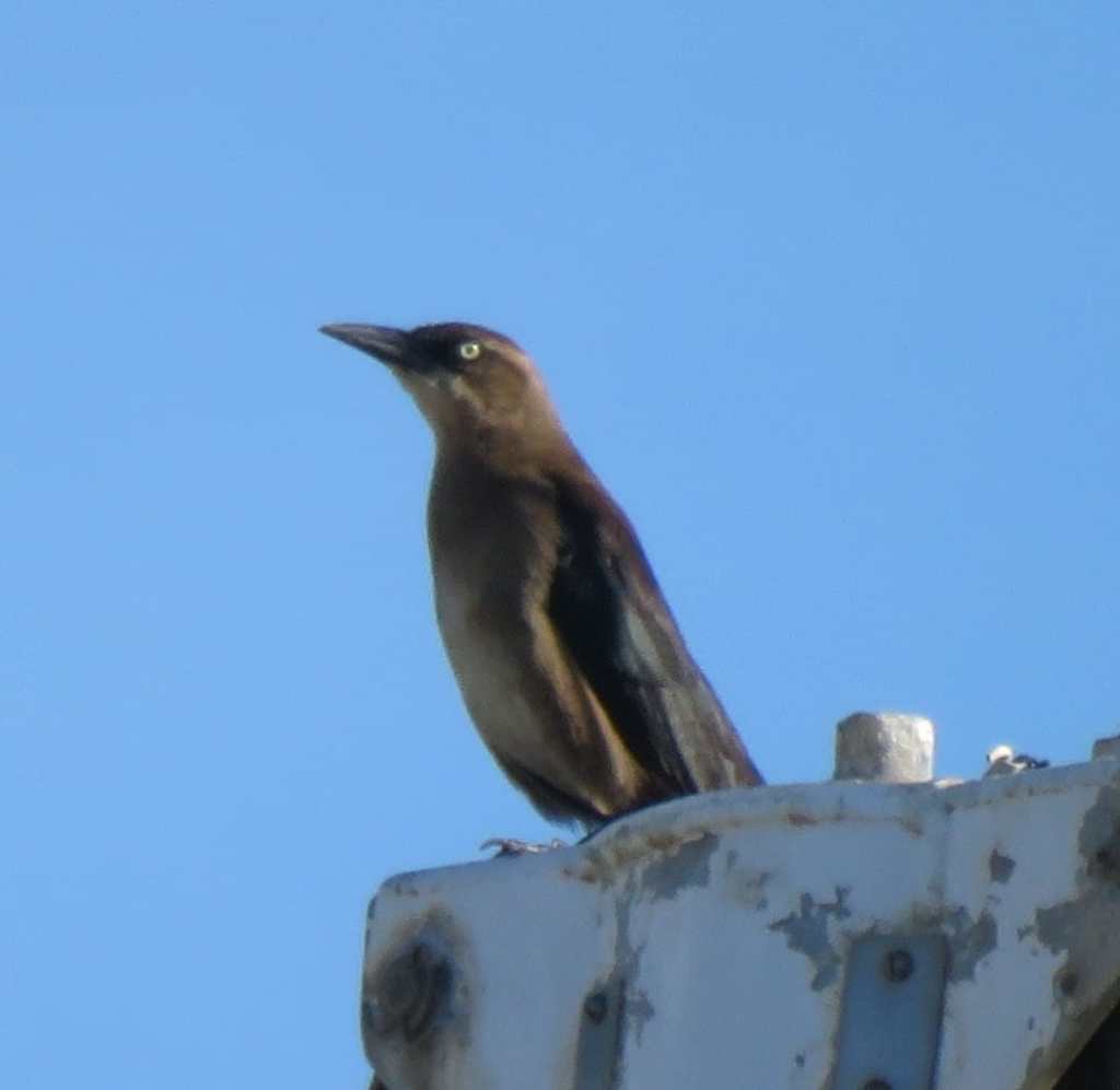 Great-Tailed Grackle (female)