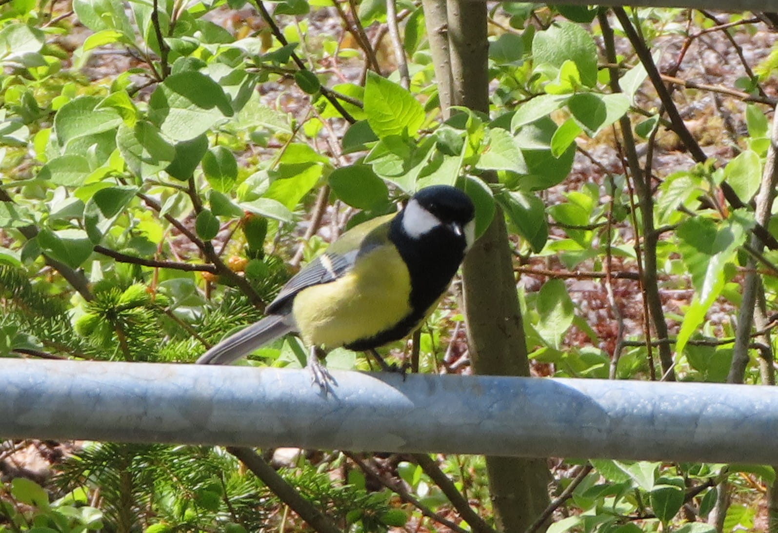 Great Tit
