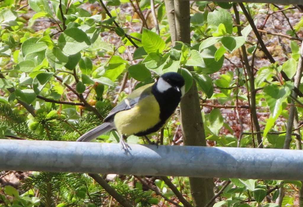 Great Tit