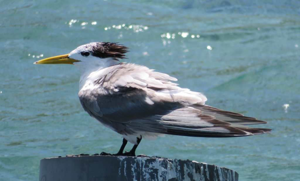 Greater Crested Tern