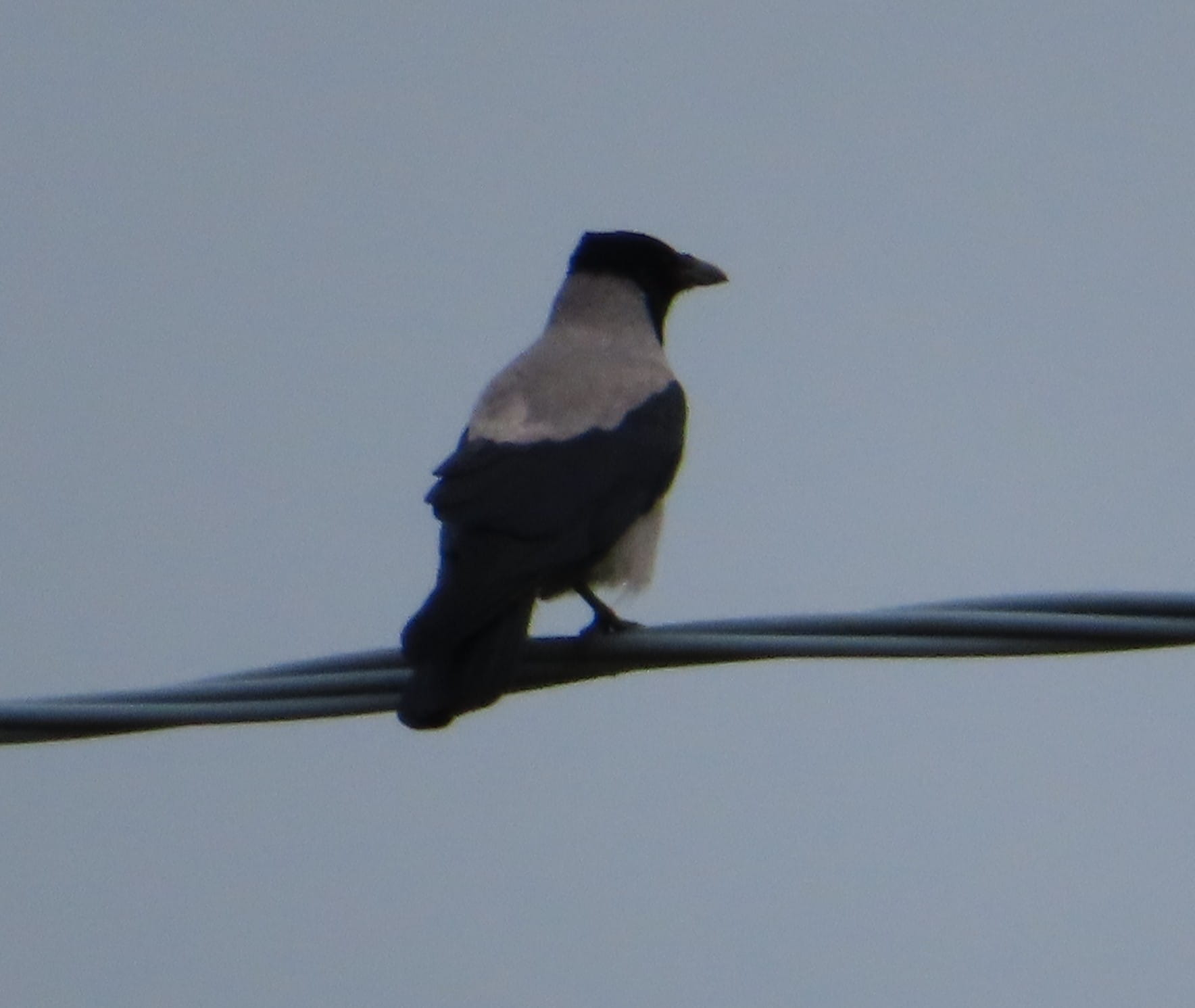 Hooded Crow