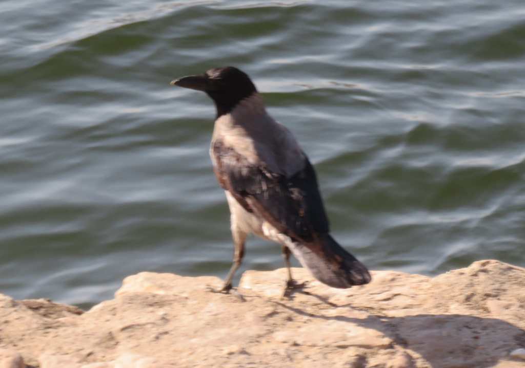 Hooded Crow