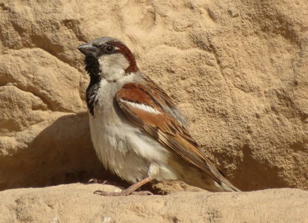 House Sparrow