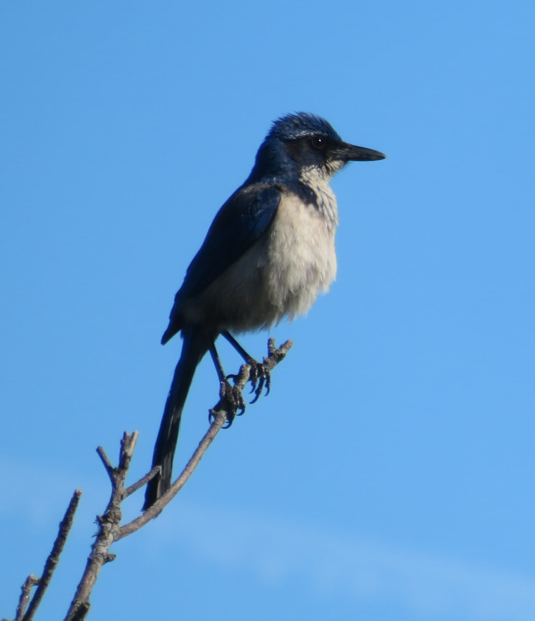 Island Scrub Jay